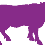 PURPLE-COW